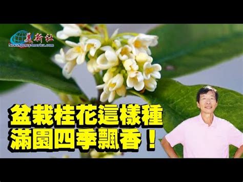 桂樹盆栽|盆栽桂花這樣種，滿園四季飄香！